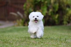 Maltese Puppies