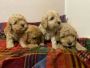 Cavapoo Puppies For Sale