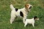 Fox Terrier Wire Puppies For Sale