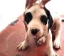 Bully kutta Puppies For Sale