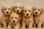 Labradoodle Puppies For Sale