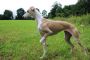 Rampur Hound Puppies For Sale