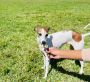 Greyhound Puppies For Sale Greyhound Puppies For Sale