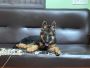 German Shepherd Puppies For Sale