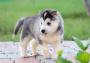 Siberian Husky Puppies For Sale Siberian Husky Puppies For Sale