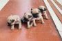 Pug Puppies For Sale