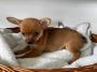 Chihuahua Puppies For Sale in Delhi Chihuahua Puppies For Sale in Delhi