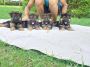 German Shepherd Puppies for Sale