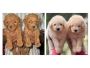 Poodle Puppies for Sale
