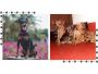 Miniature Pinscher Puppies For Sale Miniature Pinscher Puppies For Sale