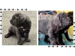 Neapolitan Mastiff Puppies For Sale