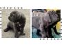 Neapolitan Mastiff Puppies For Sale Neapolitan Mastiff Puppies For Sale