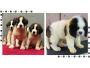 Saint Bernard Puppies For Sale Saint Bernard Puppies For Sale