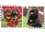 Tibetan Mastiff Puppies For Sale Tibetan Mastiff Puppies For Sale
