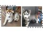 Siberian Husky Puppies For Sale Siberian Husky Puppies For Sale