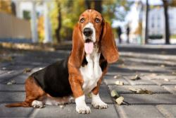 Basset Hound Puppies For Sale