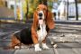 Basset Hound Puppies For Sale