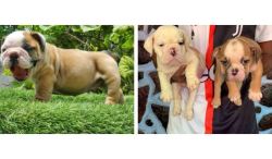 British Bulldog Puppies For Sale