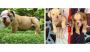 British Bulldog Puppies For Sale