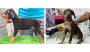 Doberman Pinscher Puppies For Sale
