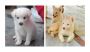 Pomeranian Puppies For Sale