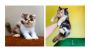 Calico Kitten For Sale In Vijayawada