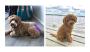 Labradoodle Puppies For Sale