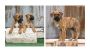 Presa Canario Puppies For Sale