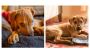 Rhodesian Ridgeback Puppies For Sale