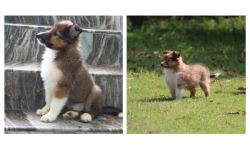 Rough Collie Puppies For Sale