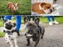 Bulldog Puppies For Sale In Ludhiana
