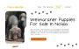 Weimaraner Puppies For Sale