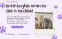 British longhair Kitten For Sale In Faridabad
