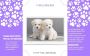 Bichon Frise Puppies For Sale