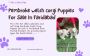 Pembroke Welsh Corgi Puppies For Sale