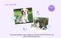 Cavalier King Charles Spaniel Puppies For Sale