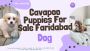 Cavapoo Puppies For Sale