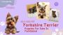 Yorkshire Terrier Puppies For Sale