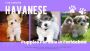 Havanese Puppies For Sale