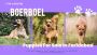 Boerboel Puppies For Sale