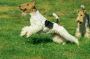 Fox terrier wire Puppies For Sale