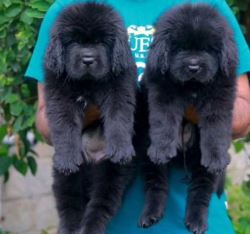 Newfoundland Puppies For Sale