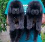 Newfoundland Puppies For Sale