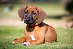 Rhodesian Ridgeback Puppies For Sale