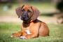 Rhodesian Ridgeback Puppies For Sale