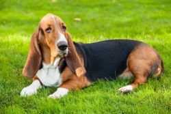 Basset Hound Puppies For Sale