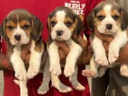 Beagle Puppies For Sale