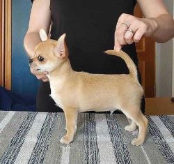Chihuahua Puppies For Sale
