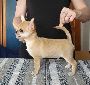 Chihuahua Puppies For Sale