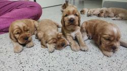 Cocker Spaniel Puppies For Sale